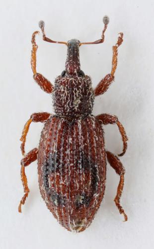 Orthochaetes insignis